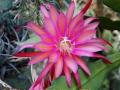 Epiphyllum