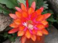 Epiphyllum