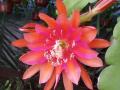 Epiphyllum