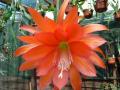 Epiphyllum