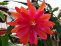 Epiphyllum