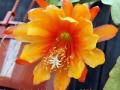 Epiphyllum