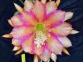 Epiphyllum