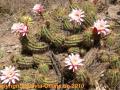 Trichocereus