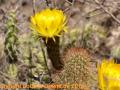 Trichocereus
