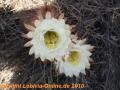 Trichocereus