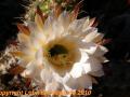 Trichocereus