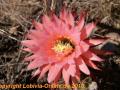 Trichocereus