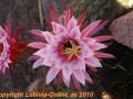 Trichocereus