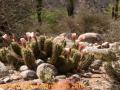 Trichocereus