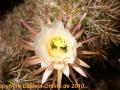 Trichocereus