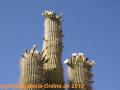 Trichocereus