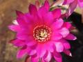 Echinopsis