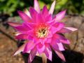 Echinopsis
