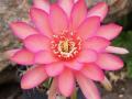 Echinopsis