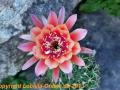 Echinopsis