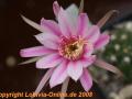 Echinopsis