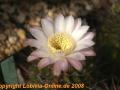 Echinopsis