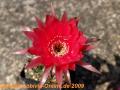 Echinopsis