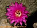 Echinopsis