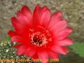 Echinopsis