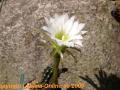 Echinopsis