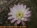 Echinopsis