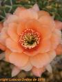 Echinopsis