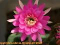 Echinopsis