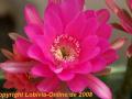 Echinopsis