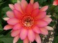 Echinopsis