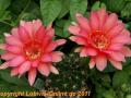 Echinopsis