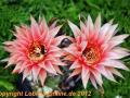 Echinopsis