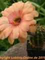 Echinopsis- Hybride