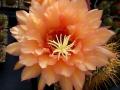 Trichocereus