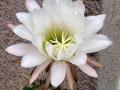 Trichocereus