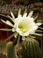 Trichocereus